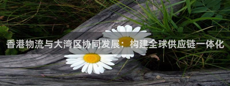 多多28头像：香港物流与大湾区协同发