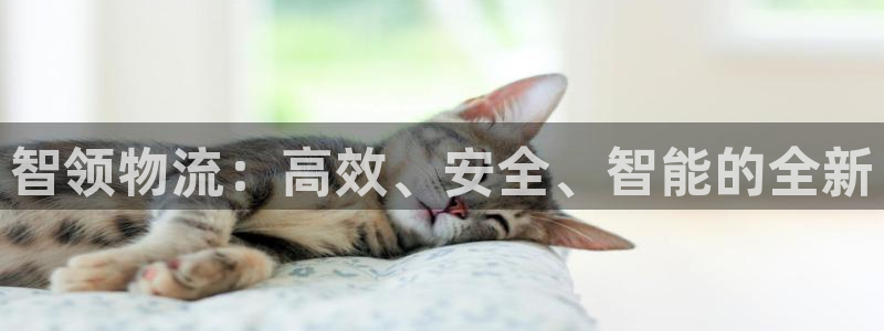 多多28加拿大技巧：智领物流：高效、