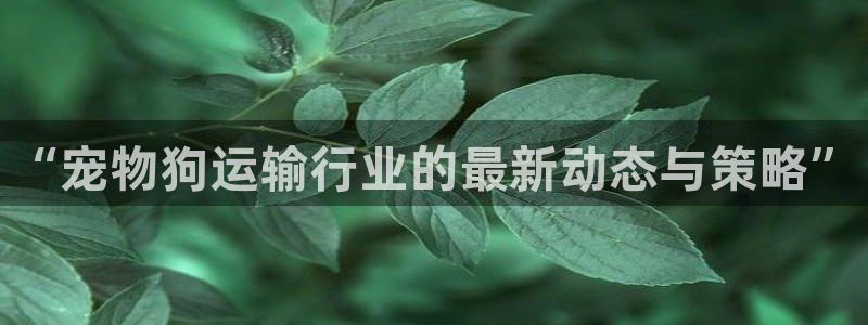 多多28ip被限制怎么解决：“宠物狗