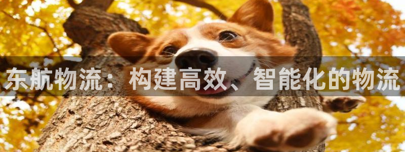 多多28提款一直没到:东航物流:构建